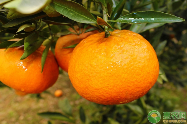 柑橘春季施肥