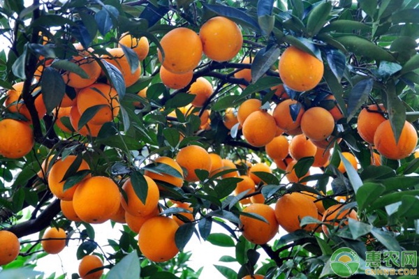 柑橘施肥技术